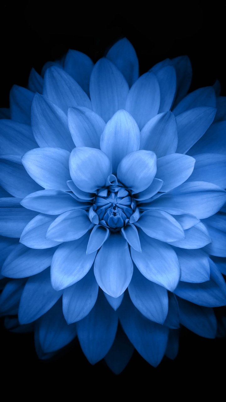 Flor Azul Con Fondo Negro. Wallpaper in 720x1280 Resolution