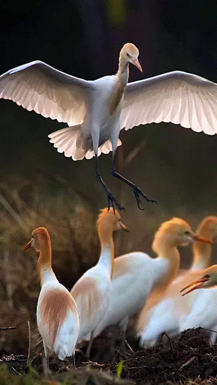 Flock of White Birds on Green Grass During Daytime. Wallpaper in 720x1280 Resolution