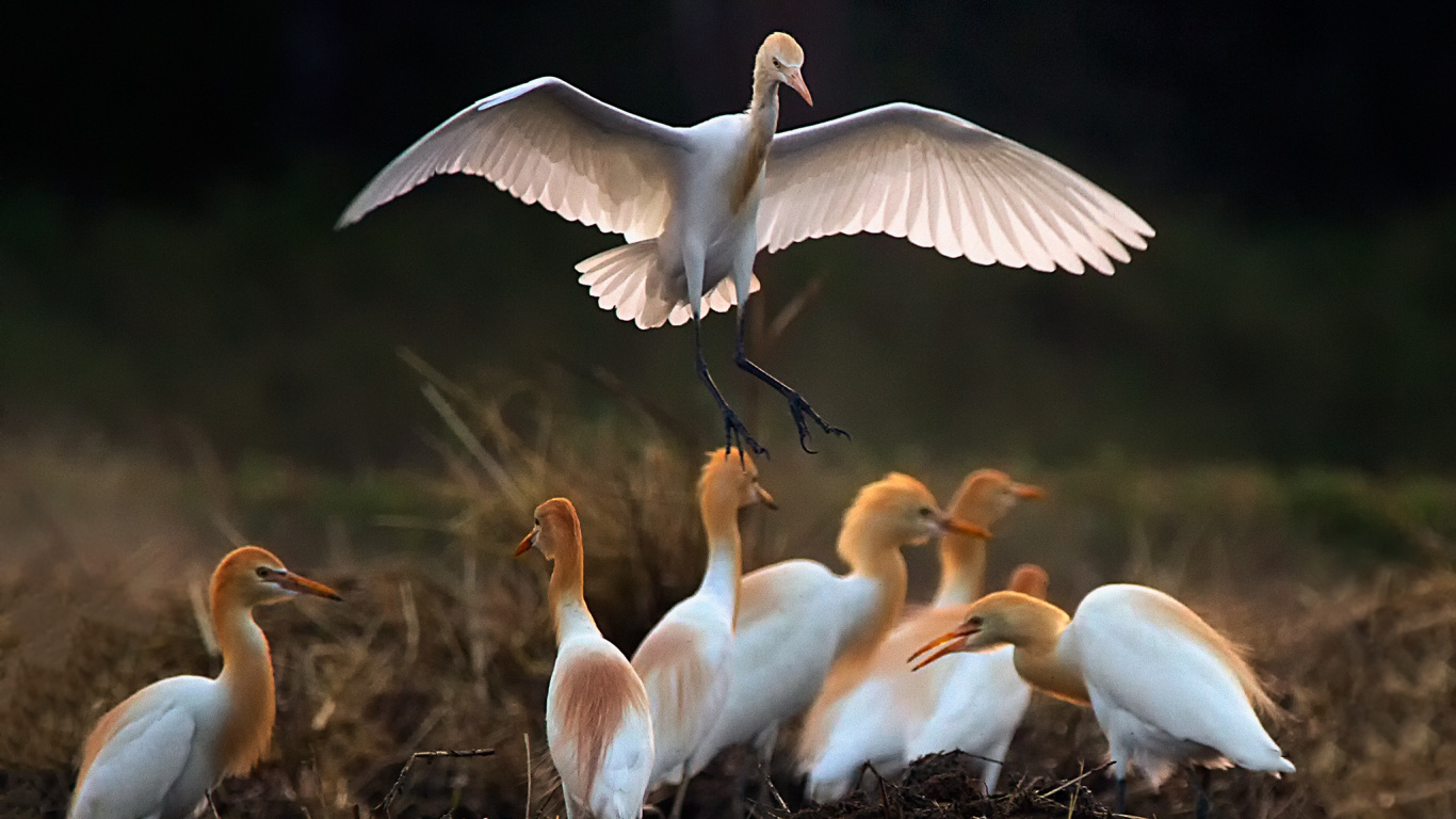 Bandada de Pájaros Blancos Sobre la Hierba Verde Durante el Día. Wallpaper in 1366x768 Resolution
