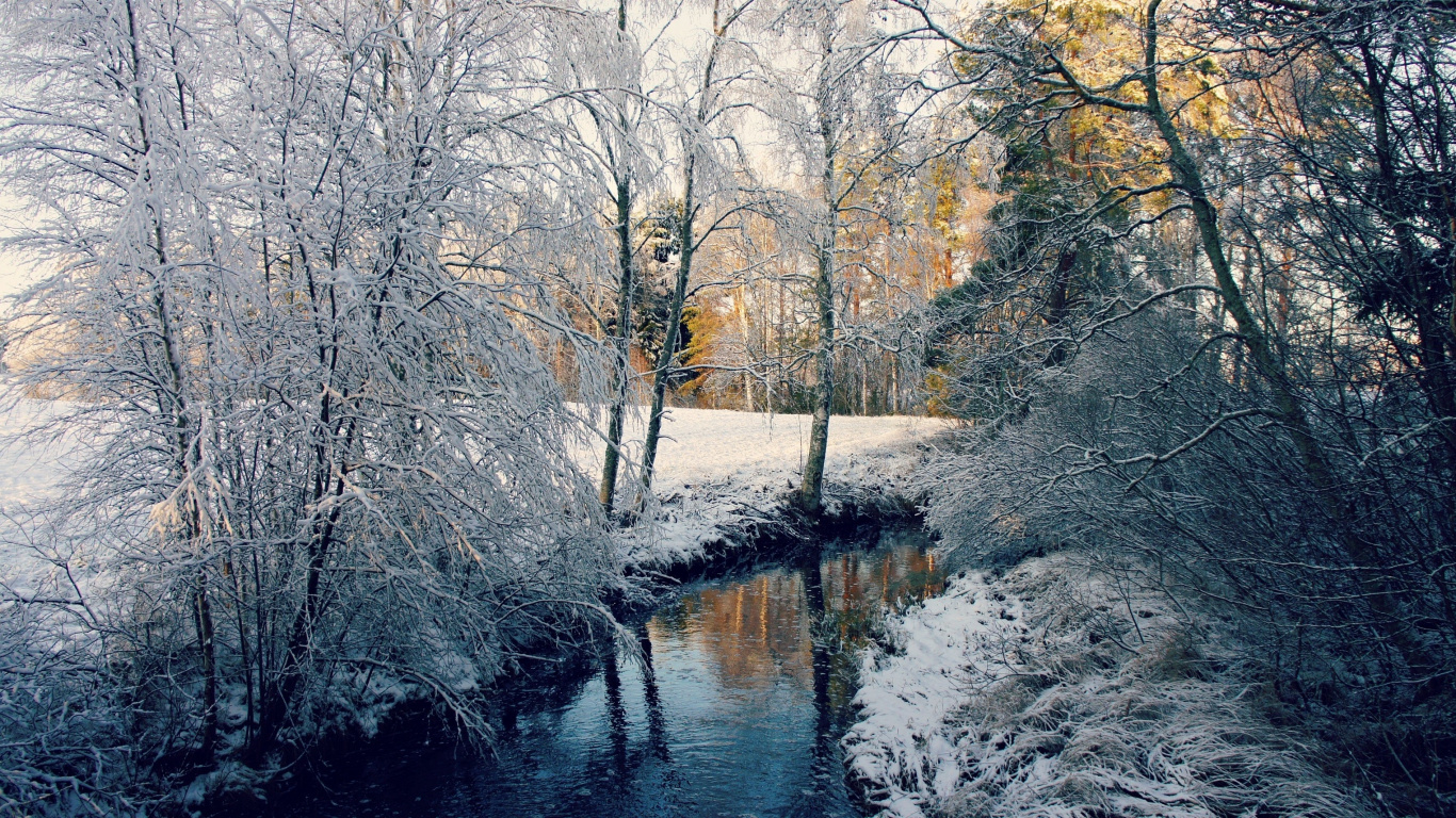 Brown Trees Near River During Daytime. Wallpaper in 1366x768 Resolution
