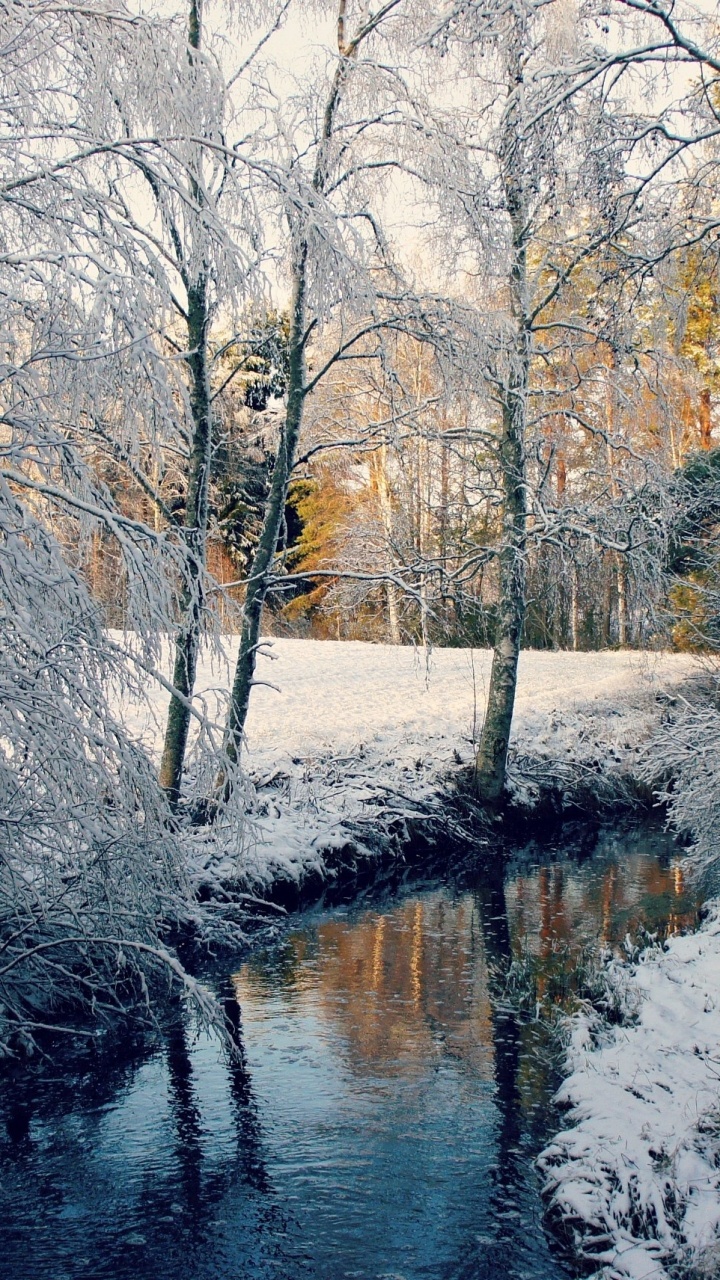 Arbres Bruns Près de la Rivière Pendant la Journée. Wallpaper in 720x1280 Resolution