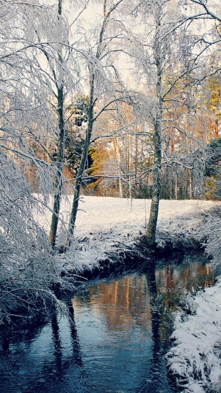 Arbres Bruns Près de la Rivière Pendant la Journée. Wallpaper in 750x1334 Resolution