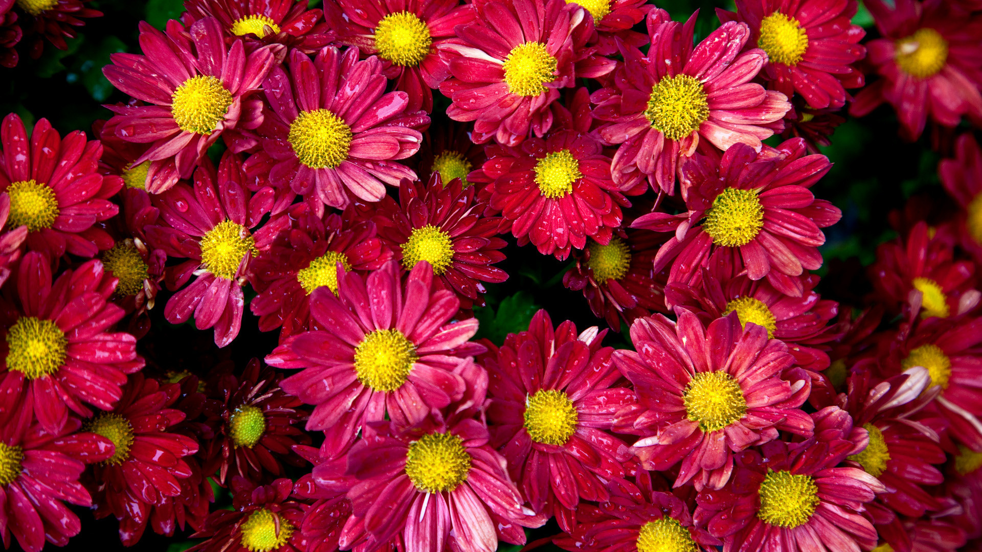 Pink Flowers in Macro Shot. Wallpaper in 1920x1080 Resolution