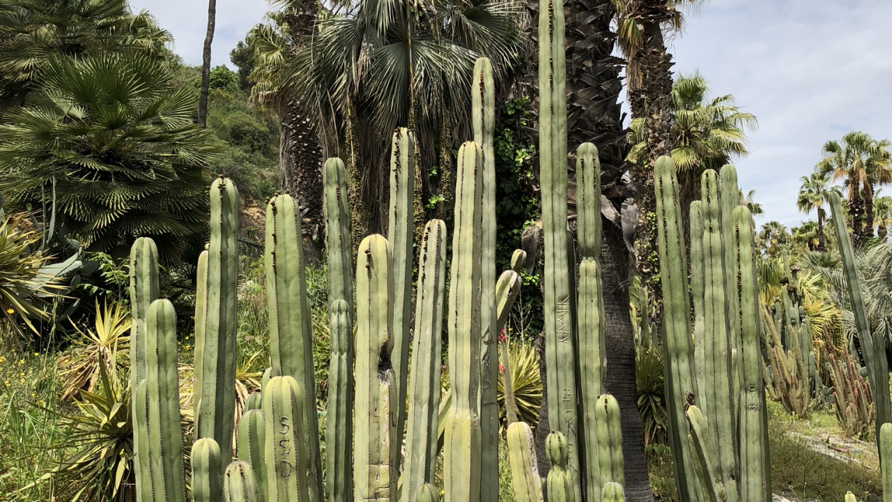 la Vegetación, Bioma, San Pedro Cactus, Arbustos, Ecología. Wallpaper in 1280x720 Resolution