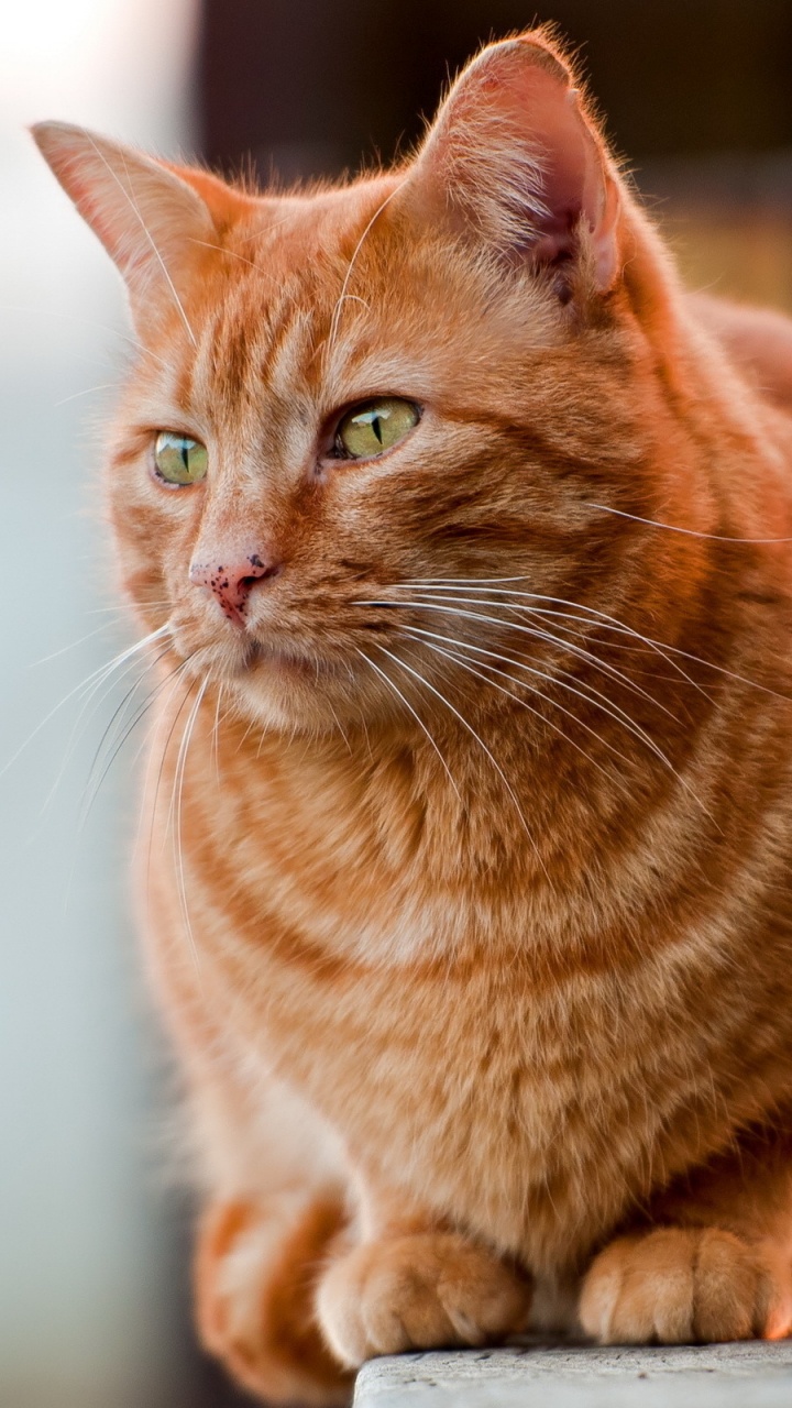 Gato Atigrado Naranja Sobre Textil Blanco. Wallpaper in 720x1280 Resolution