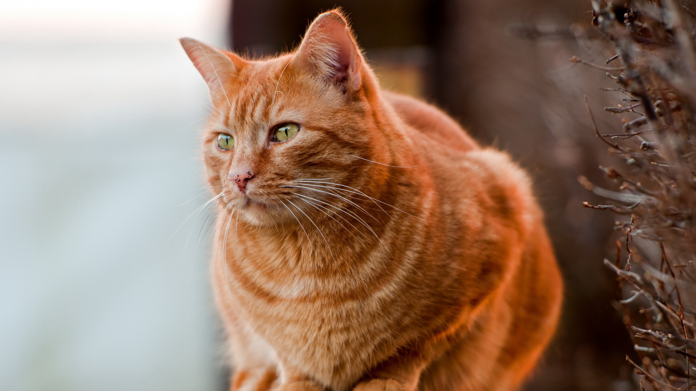Orange Getigerte Katze Auf Weißem Textil. Wallpaper in 1366x768 Resolution