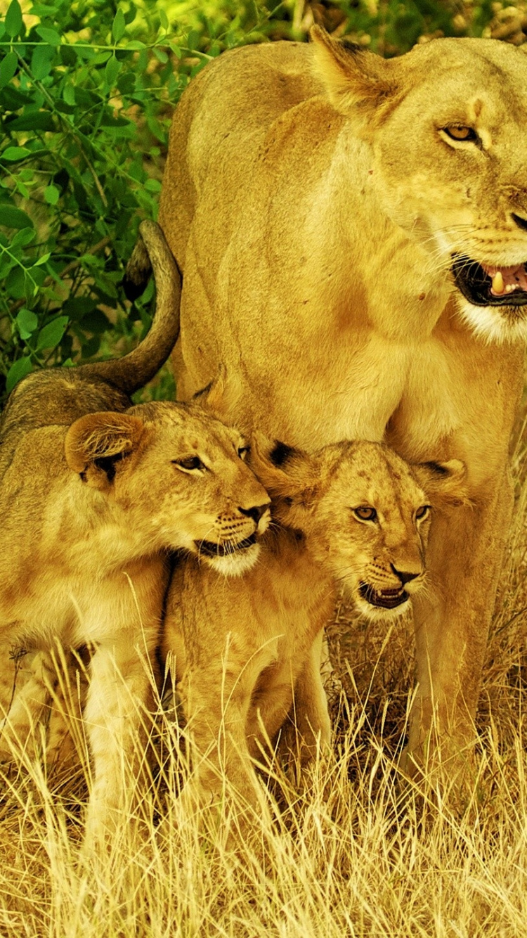 Brown Lioness on Brown Grass Field During Daytime. Wallpaper in 750x1334 Resolution
