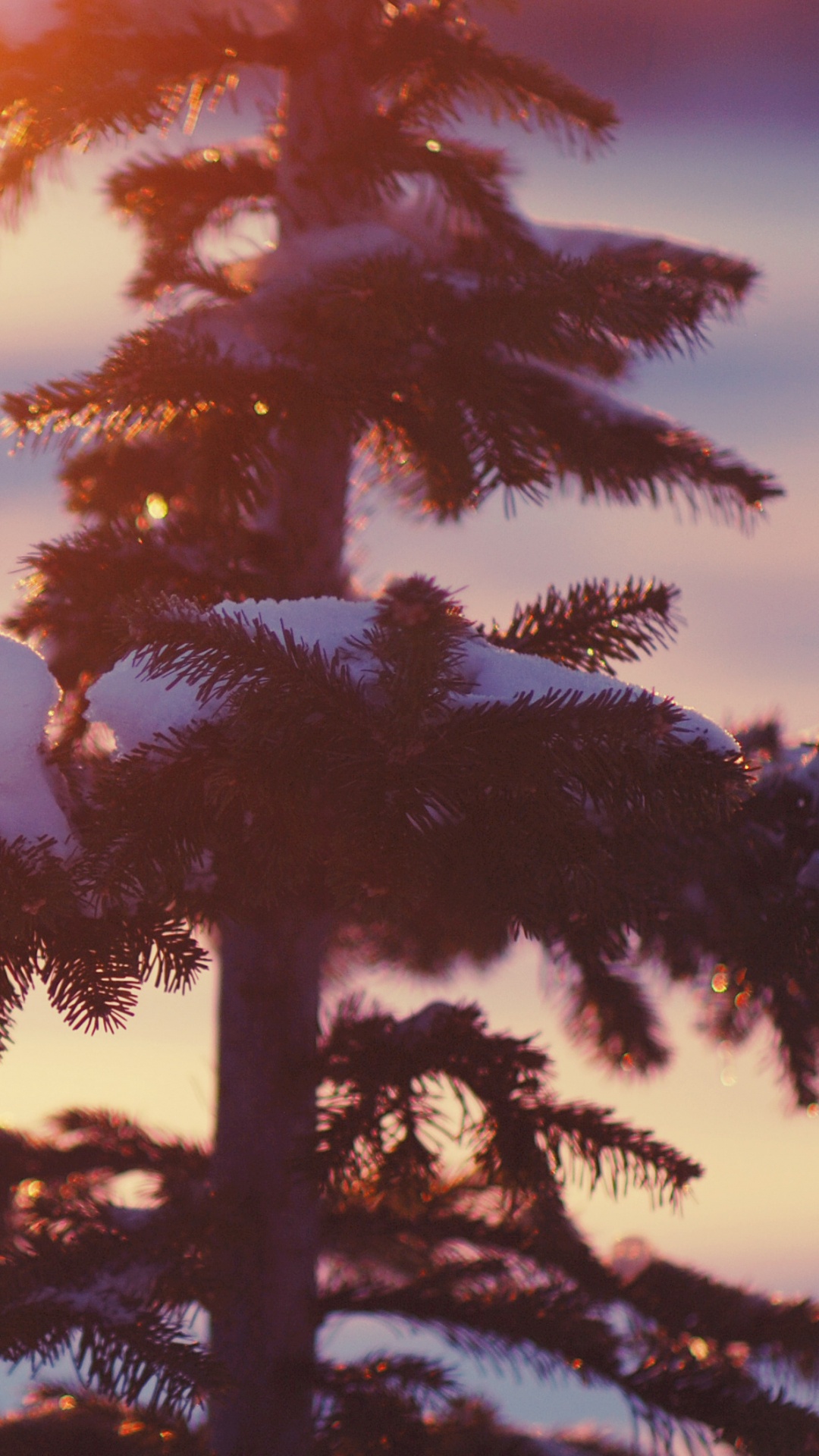 Pin Vert au Coucher du Soleil. Wallpaper in 1080x1920 Resolution