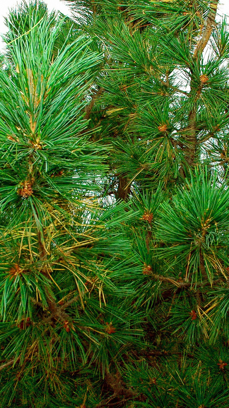 Pin Vert Sous Ciel Bleu Pendant la Journée. Wallpaper in 750x1334 Resolution