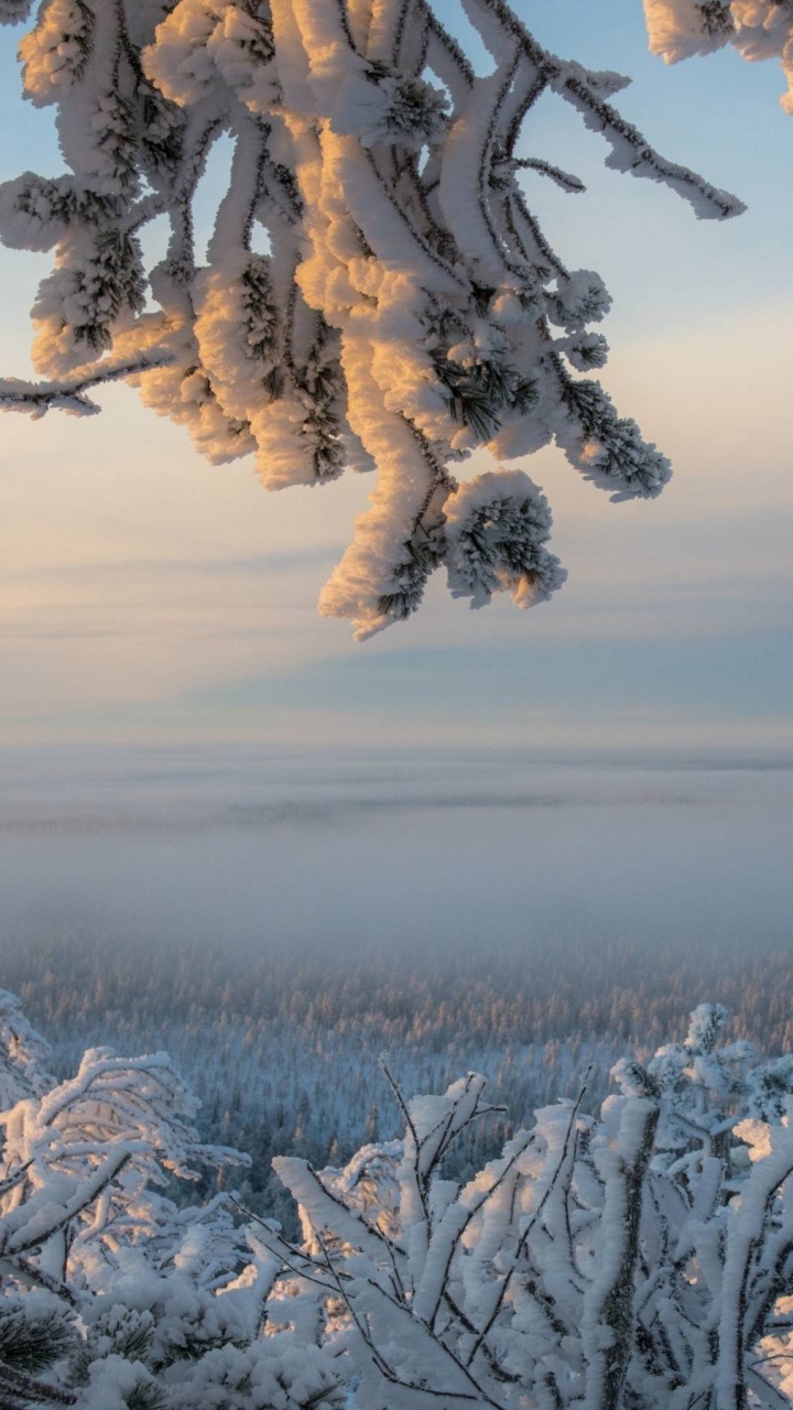 Weiße Blumen Auf Braunem Feld Tagsüber. Wallpaper in 720x1280 Resolution