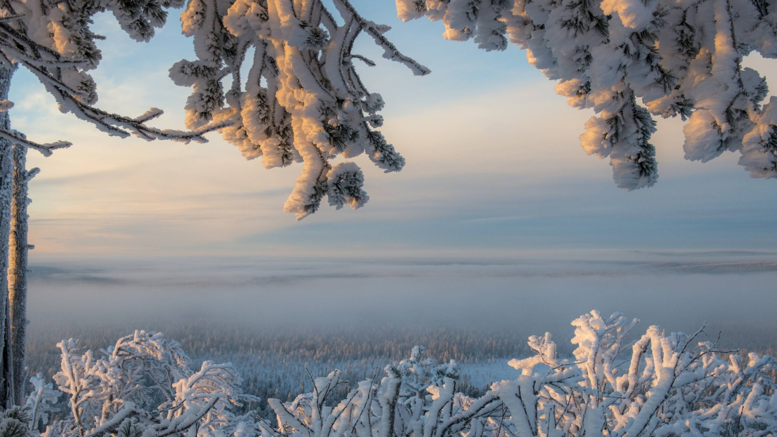 White Flowers on Brown Field During Daytime. Wallpaper in 2560x1440 Resolution