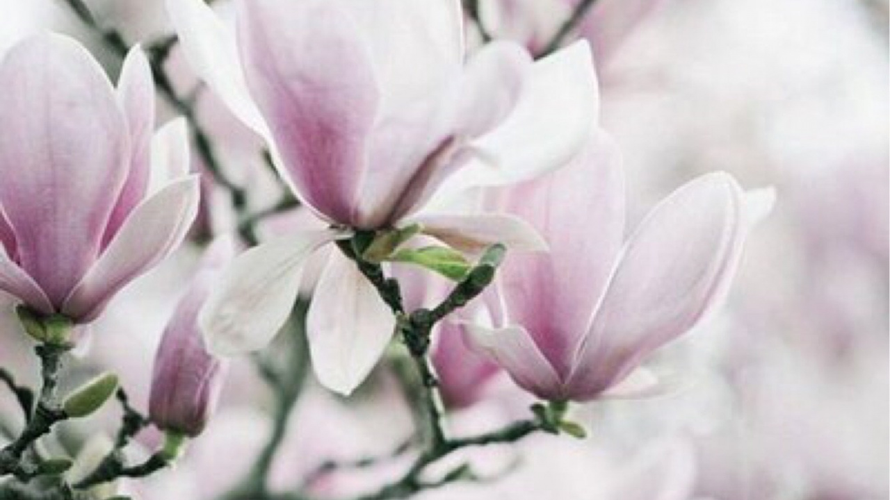Pink and White Flowers in Tilt Shift Lens. Wallpaper in 1280x720 Resolution