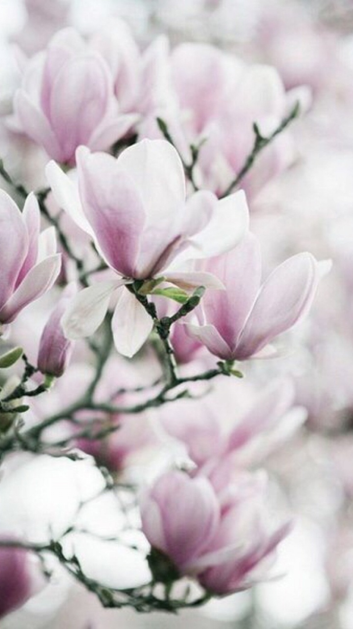 Pink and White Flowers in Tilt Shift Lens. Wallpaper in 720x1280 Resolution