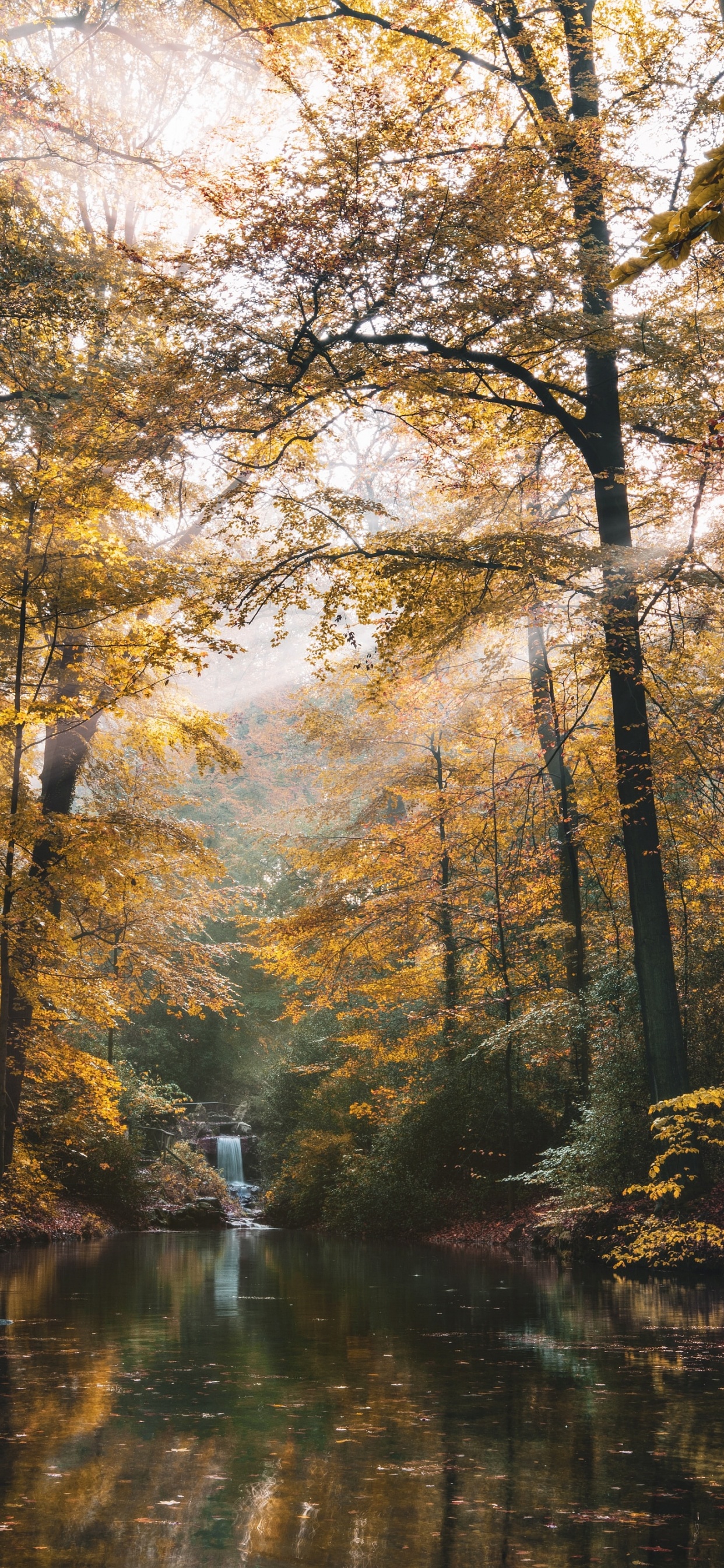 Tree, Nature, Forest, Natural Landscape, Natural Environment. Wallpaper in 1242x2688 Resolution