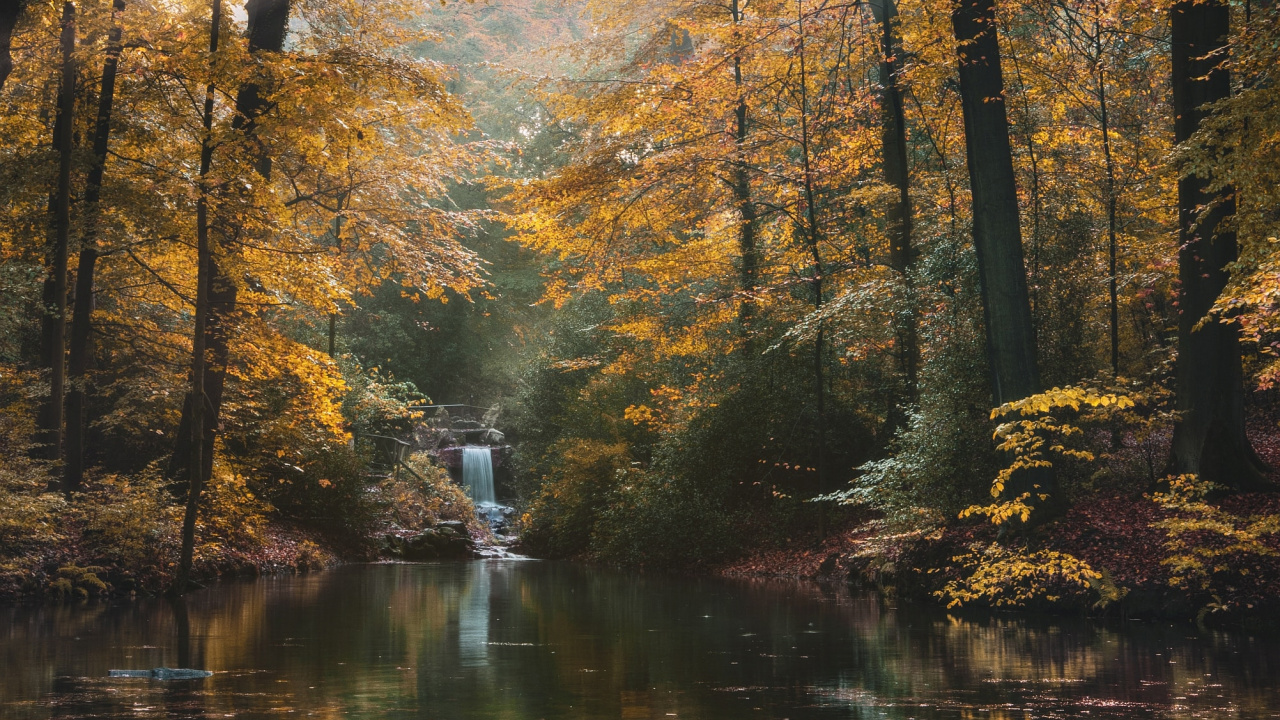 Tree, Nature, Forest, Natural Landscape, Natural Environment. Wallpaper in 1280x720 Resolution