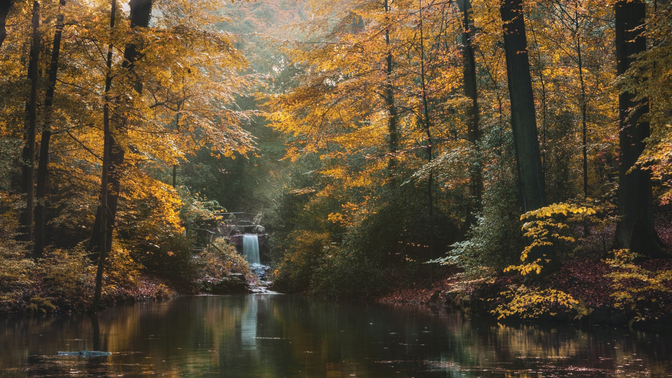 Tree, Nature, Forest, Natural Landscape, Natural Environment. Wallpaper in 1366x768 Resolution