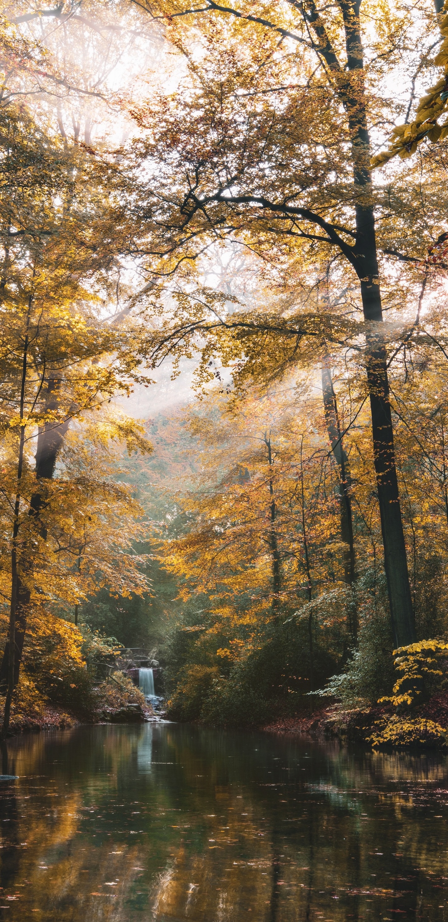 Tree, Nature, Forest, Natural Landscape, Natural Environment. Wallpaper in 1440x2960 Resolution