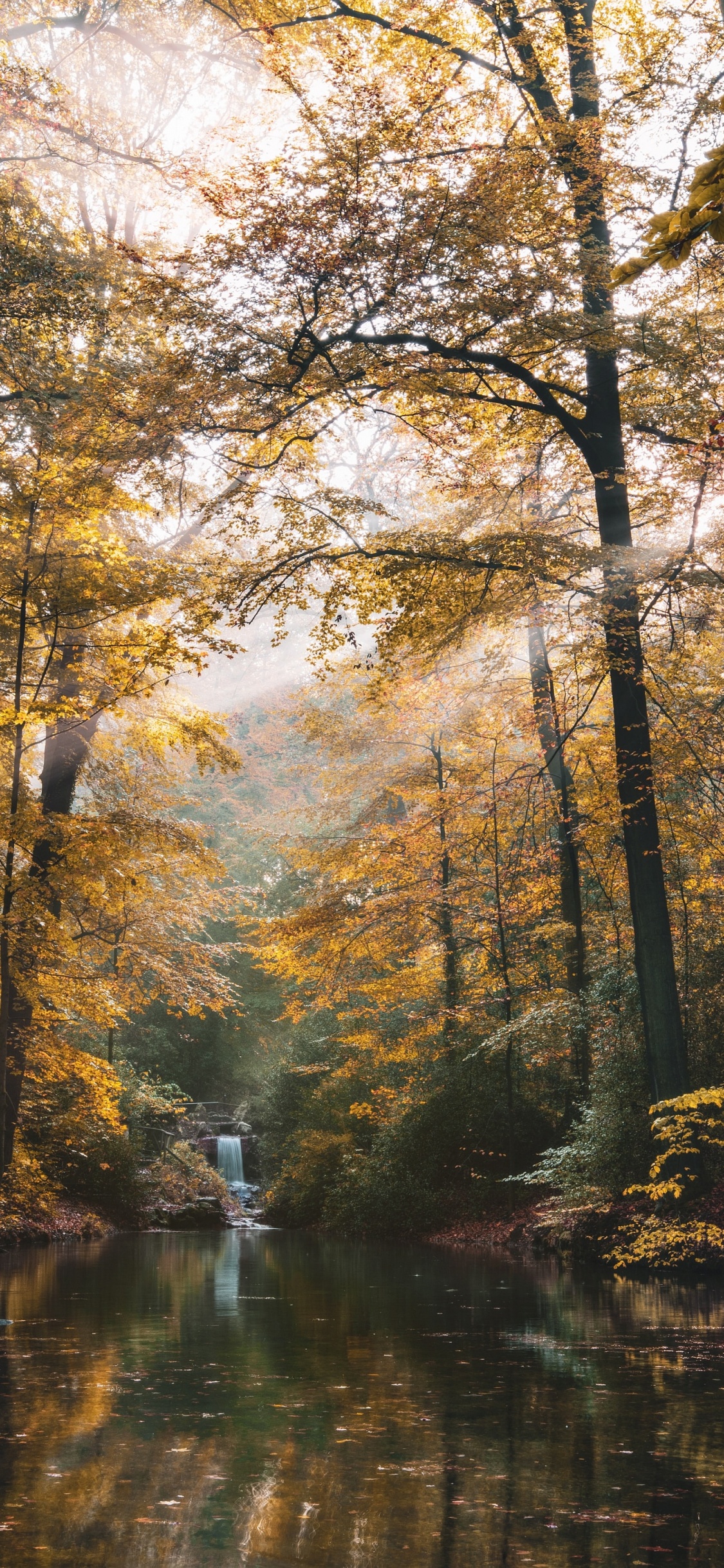 Nature, Forêt, Paysage Naturel, Environnement Naturel, Réflexion. Wallpaper in 1125x2436 Resolution