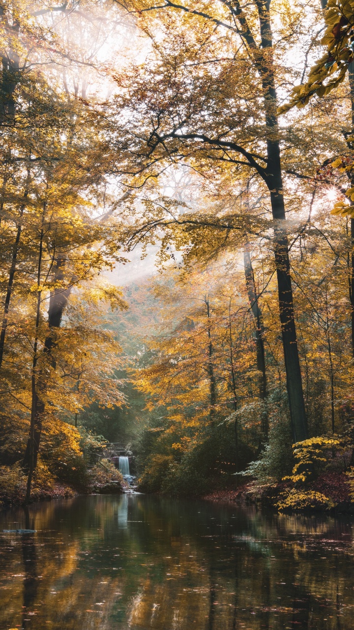 Nature, Forêt, Paysage Naturel, Environnement Naturel, Réflexion. Wallpaper in 720x1280 Resolution