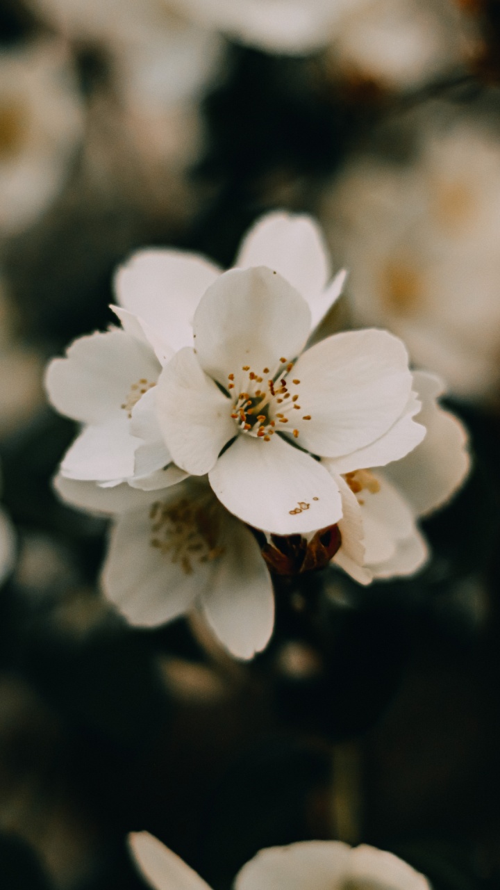 Cherry Blossom, Prunus, Flower, Plant, Petal. Wallpaper in 720x1280 Resolution