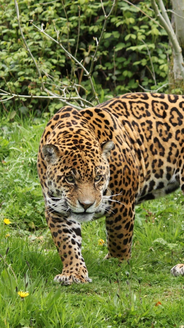 Leopardo Marrón y Negro Sobre la Hierba Verde Durante el Día. Wallpaper in 750x1334 Resolution