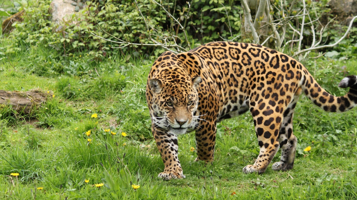 Brauner Und Schwarzer Leopard Auf Grünem Gras Tagsüber. Wallpaper in 1366x768 Resolution