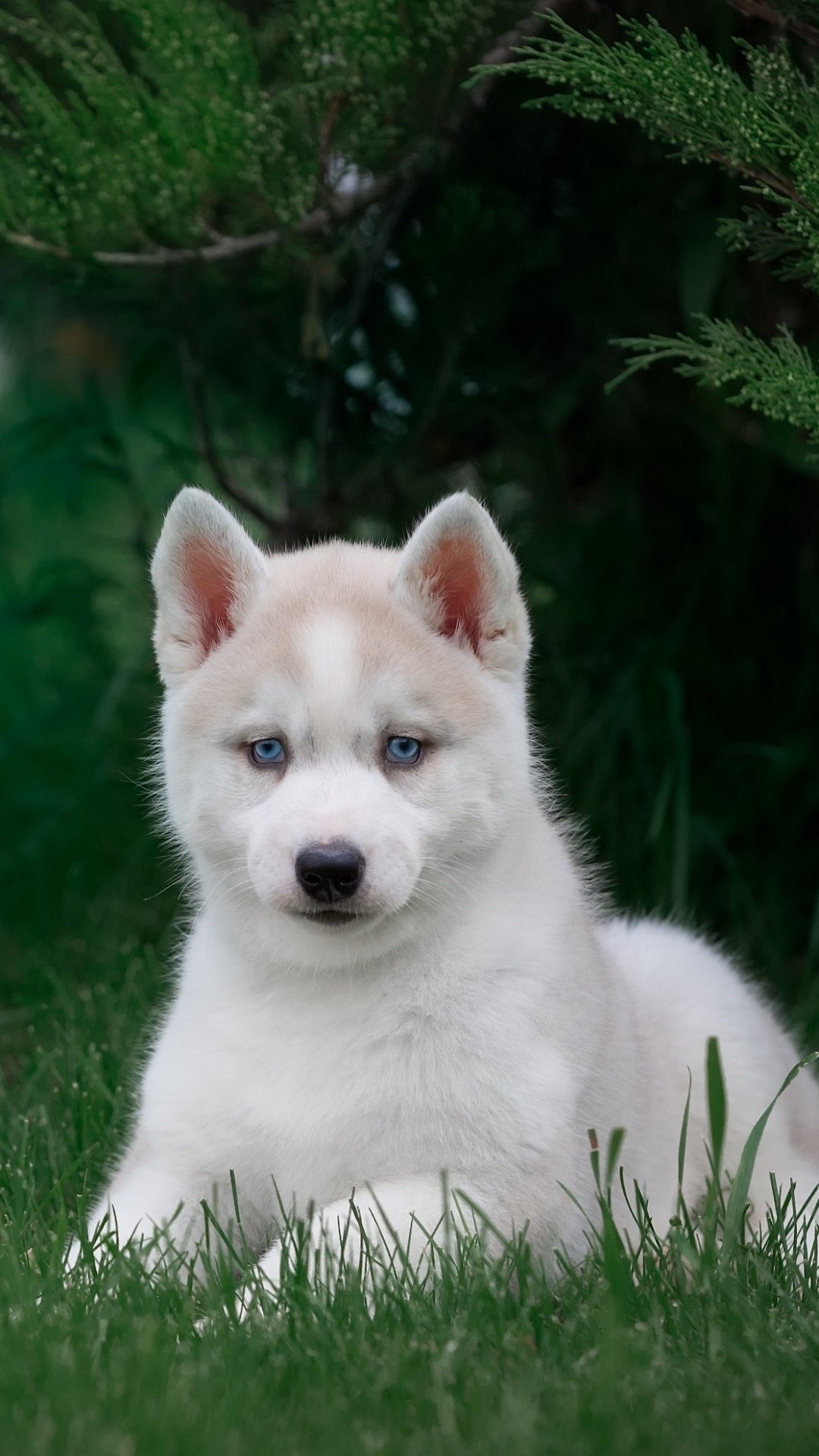 White Siberian Husky Puppy on Green Grass Field During Daytime. Wallpaper in 1080x1920 Resolution
