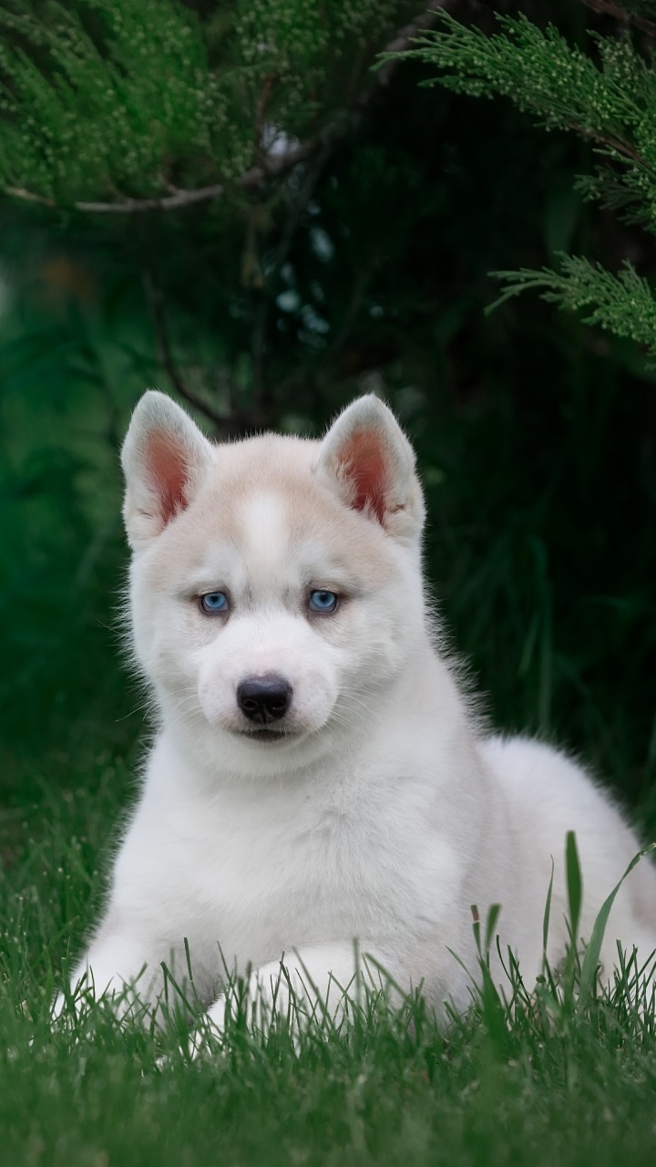 White Siberian Husky Puppy on Green Grass Field During Daytime. Wallpaper in 720x1280 Resolution