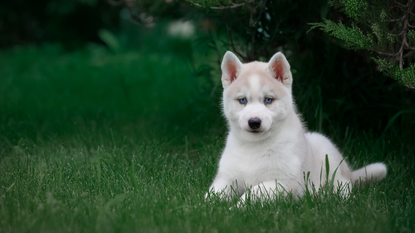 Cachorro de Husky Siberiano Blanco en Campo de Hierba Verde Durante el Día. Wallpaper in 1366x768 Resolution