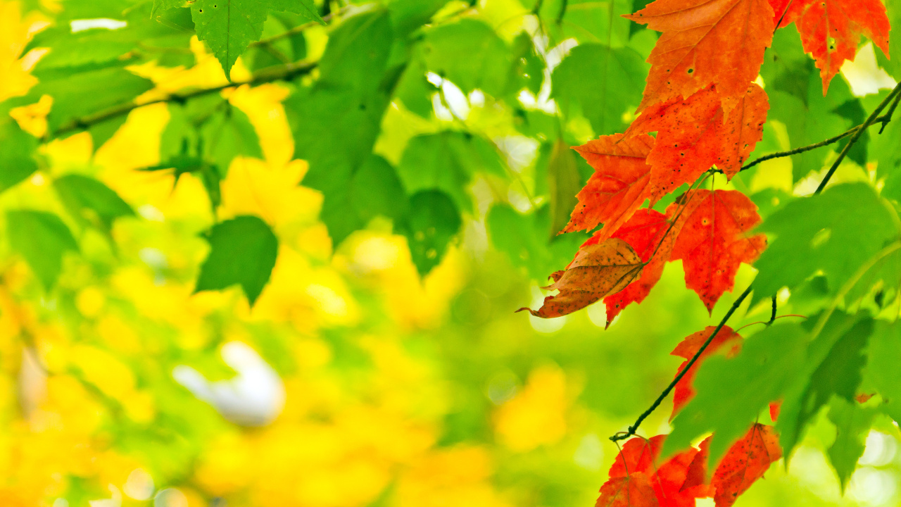 Red and Green Maple Leaf. Wallpaper in 1280x720 Resolution