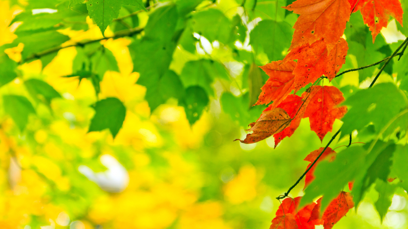 Red and Green Maple Leaf. Wallpaper in 1366x768 Resolution