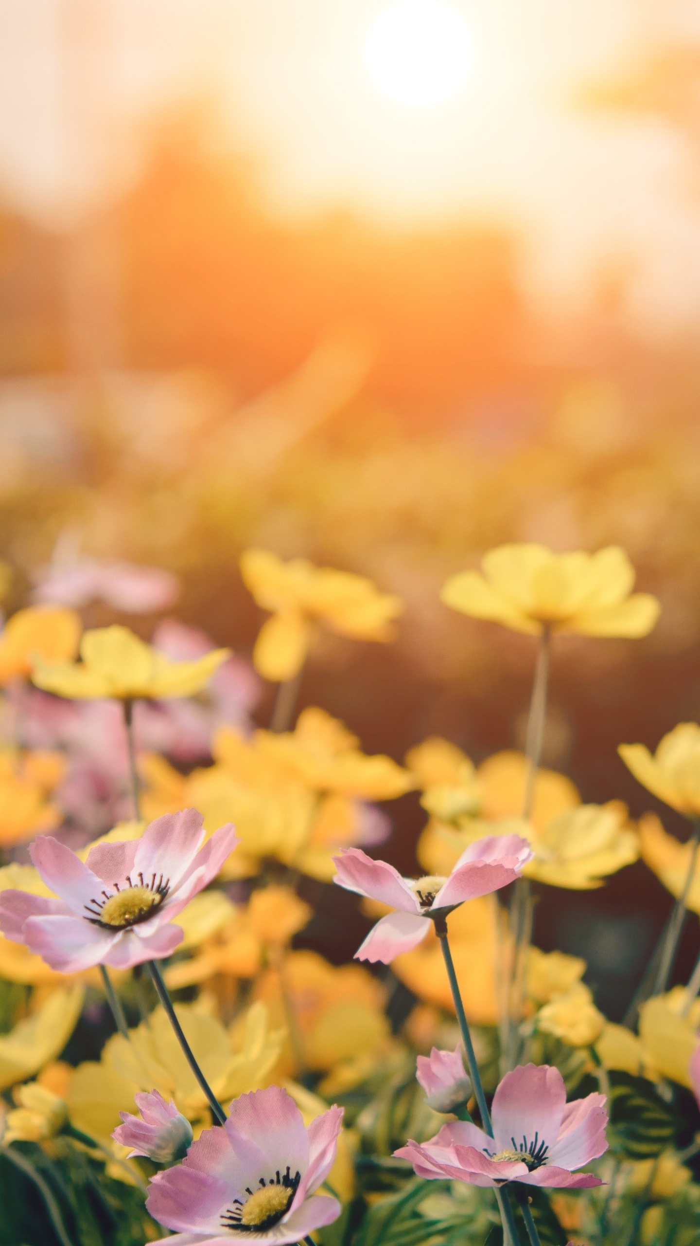 Death, Flower, Plant, Petal, Light. Wallpaper in 1440x2560 Resolution