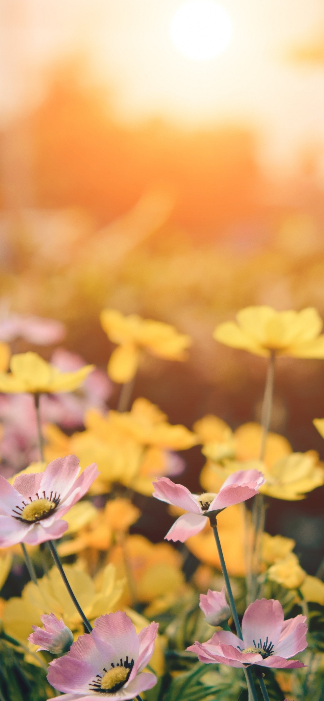 Pétale, Lumière, Nature, Orange, Paysage Naturel. Wallpaper in 1125x2436 Resolution