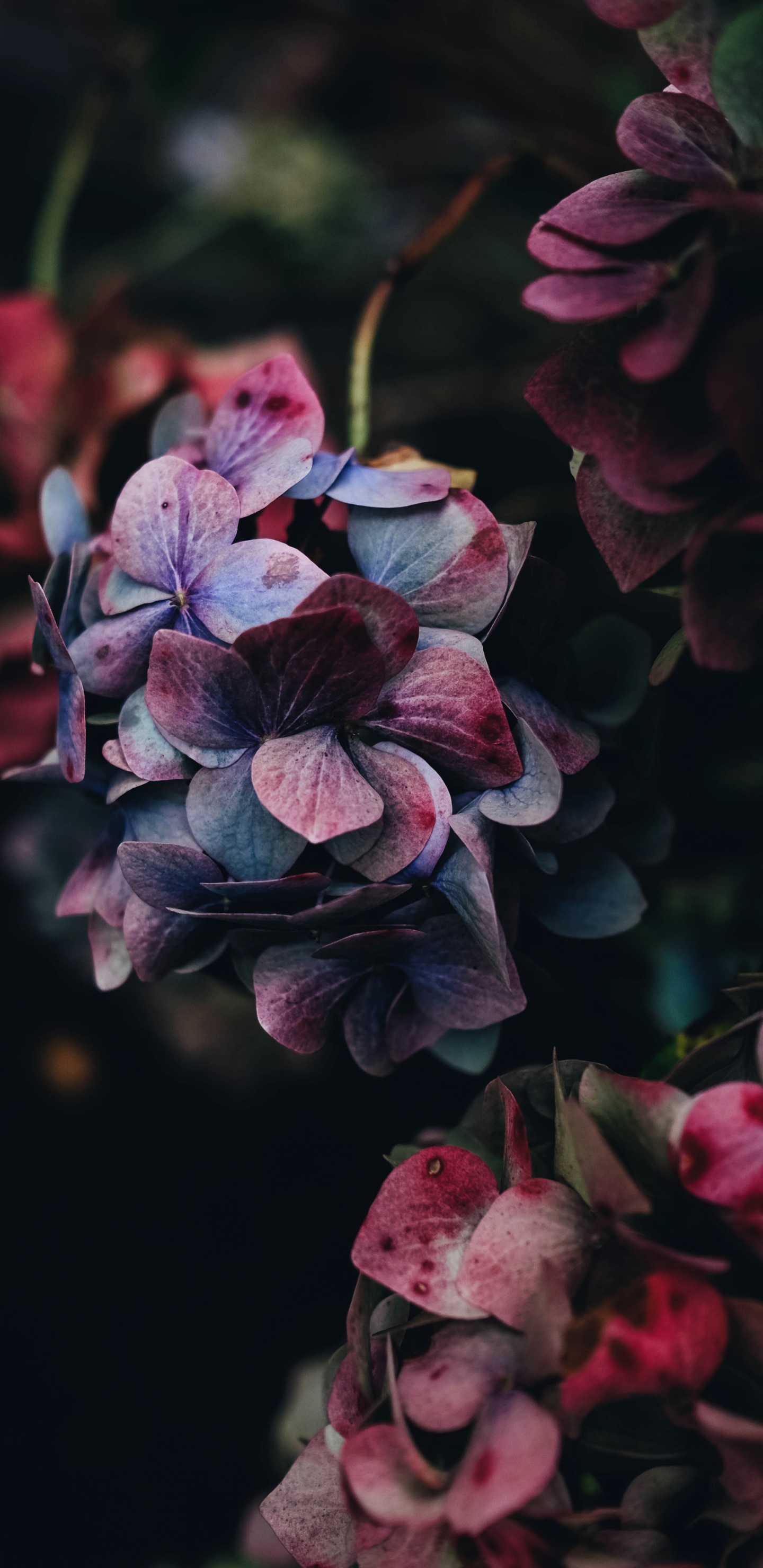 Flower, Rose, Pink, Hydrangea, Plant. Wallpaper in 1440x2960 Resolution
