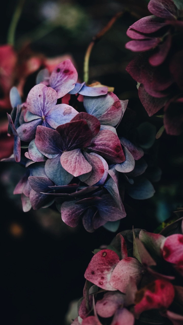 Flower, Rose, Pink, Hydrangea, Plant. Wallpaper in 720x1280 Resolution