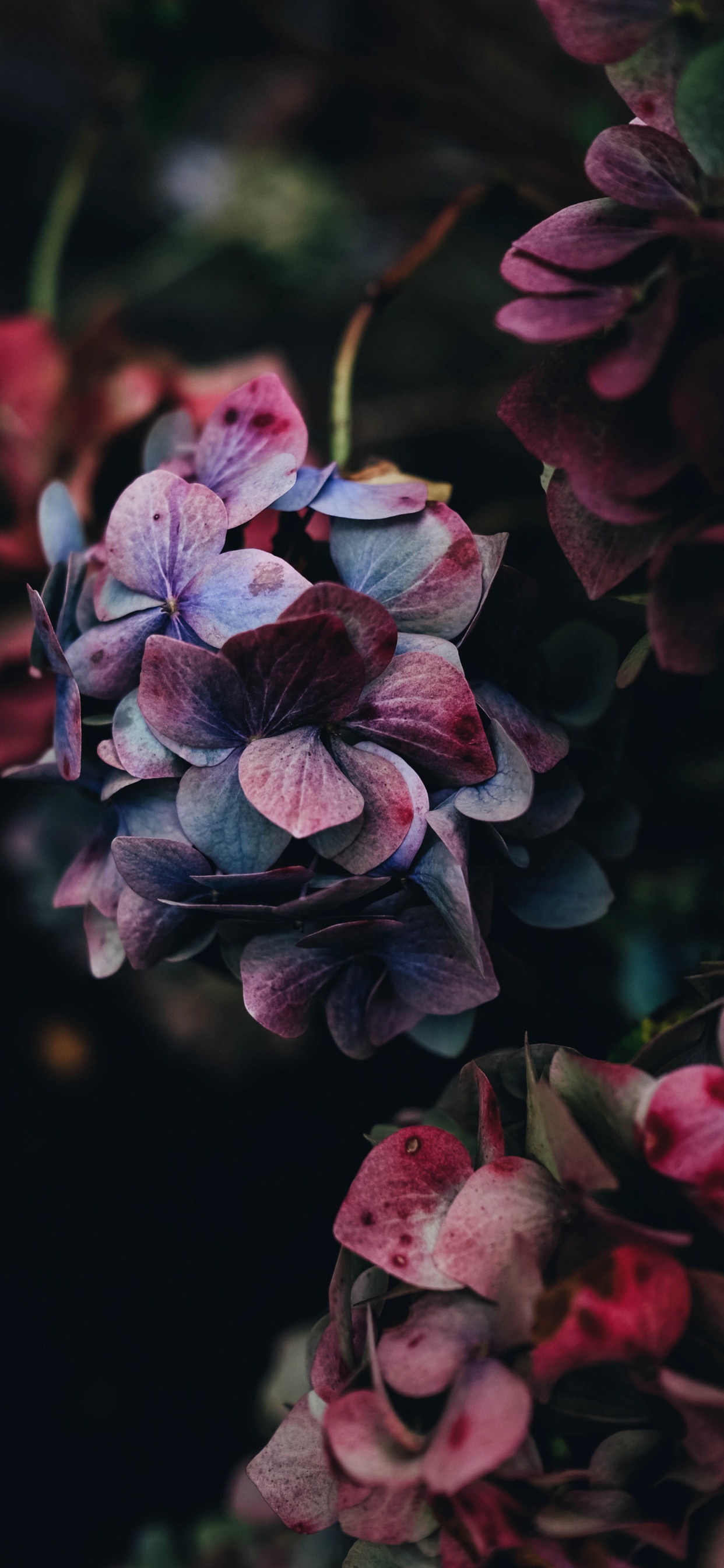 Rose, Pink, Hydrangea, Botanik, Purpur. Wallpaper in 1242x2688 Resolution