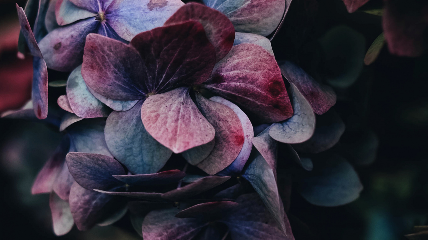 Roses, Pink, Hortensia, Botanique, Purple. Wallpaper in 1366x768 Resolution