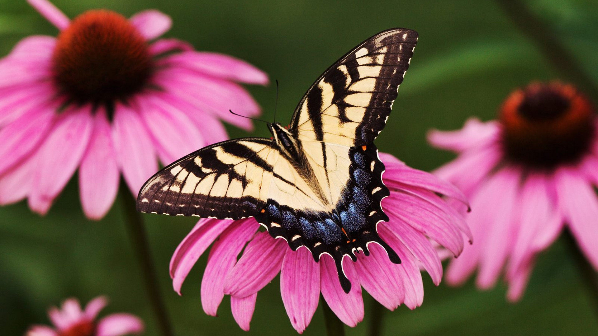 Tiger Schwalbenschwanzschmetterling Thront Auf Rosa Blume in Nahaufnahme Tagsüber Photography. Wallpaper in 1920x1080 Resolution
