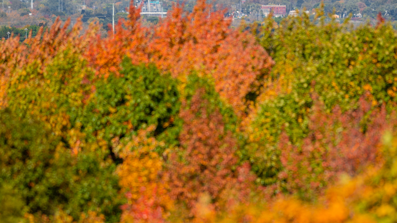 Parc Théodore Roosevelt, Bâtiment, Gratte-ciel, la Journée, Nature. Wallpaper in 1366x768 Resolution