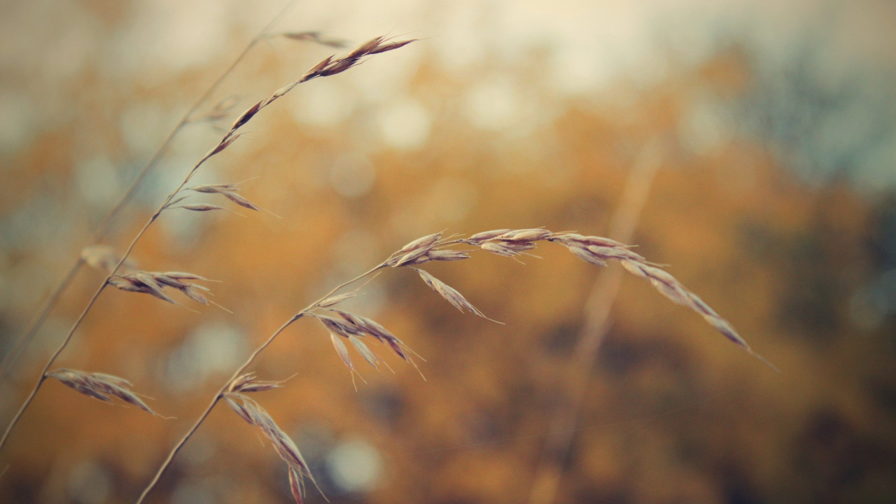 Brown Wheat in Close up Photography. Wallpaper in 1280x720 Resolution