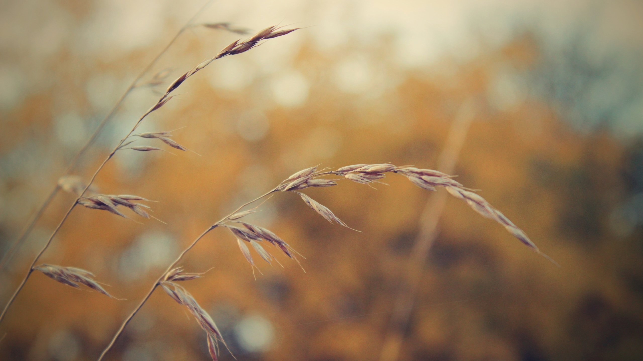 Brown Wheat in Close up Photography. Wallpaper in 2560x1440 Resolution