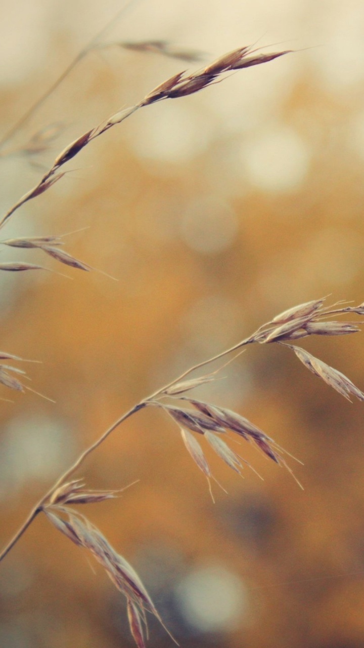 Brown Wheat in Close up Photography. Wallpaper in 720x1280 Resolution