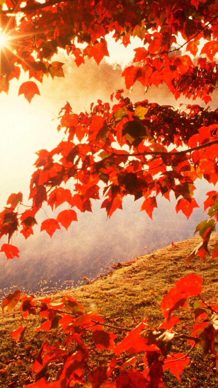 Feuilles Rouges au Sol Près D'un Plan D'eau Pendant la Journée. Wallpaper in 720x1280 Resolution