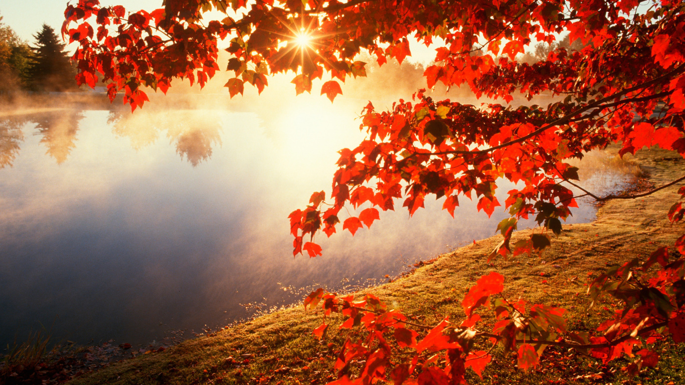 Red Leaves on Ground Near Body of Water During Daytime. Wallpaper in 1366x768 Resolution