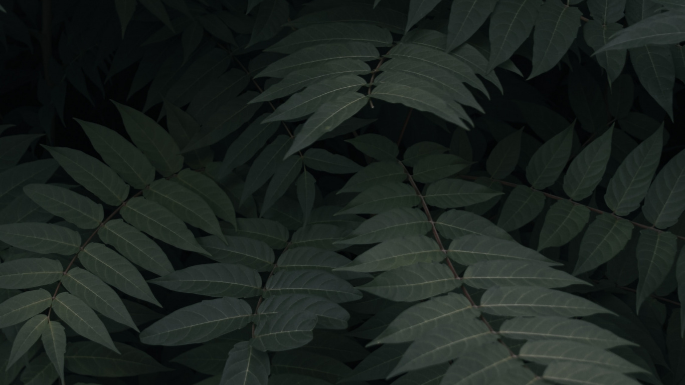 Leaf, Vegetation, Terrestrial Plant, Tree, Plant. Wallpaper in 1366x768 Resolution