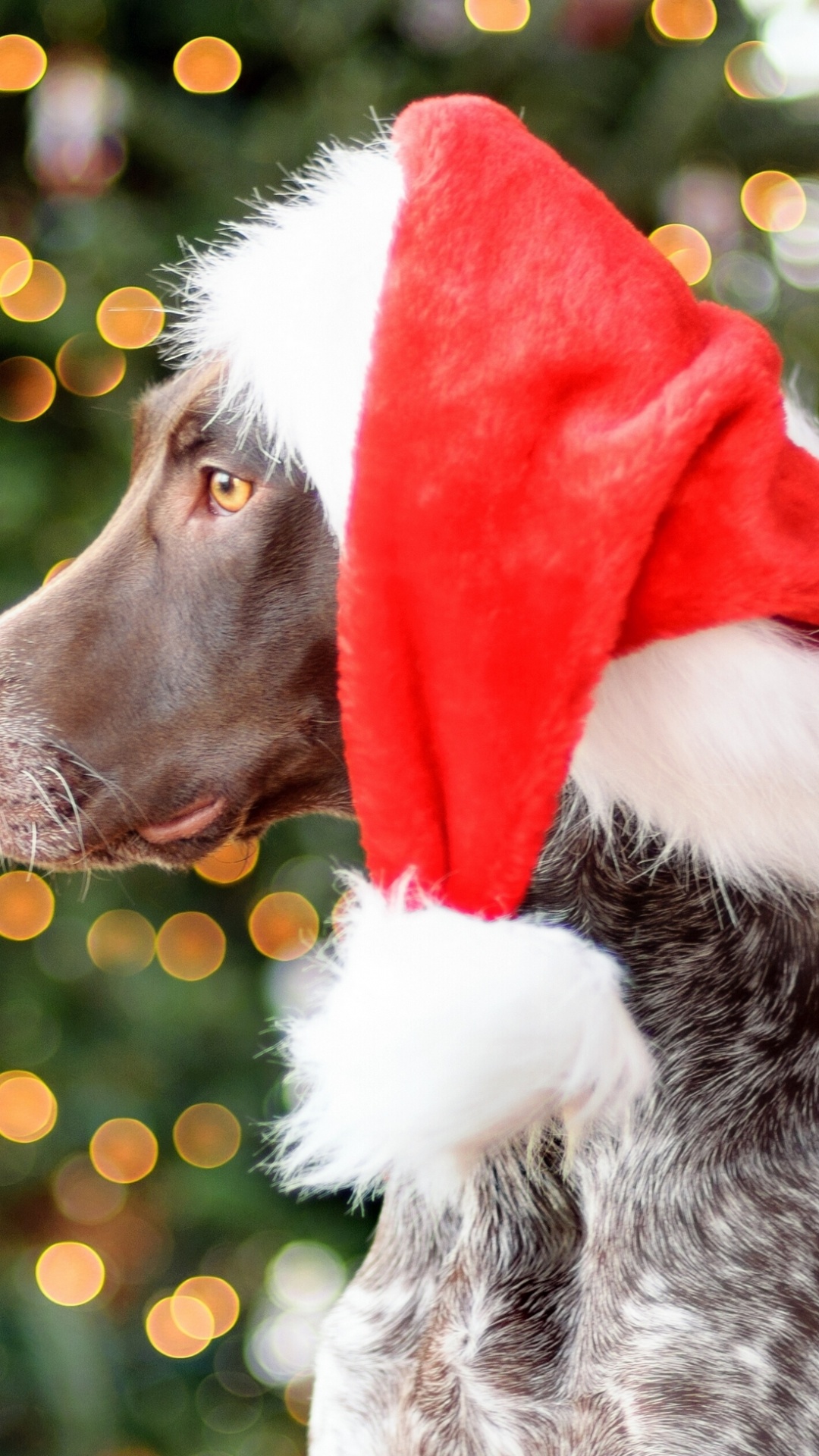 Pointer, Dog, Christmas, Christmas Ornament, Dog Breed. Wallpaper in 1080x1920 Resolution