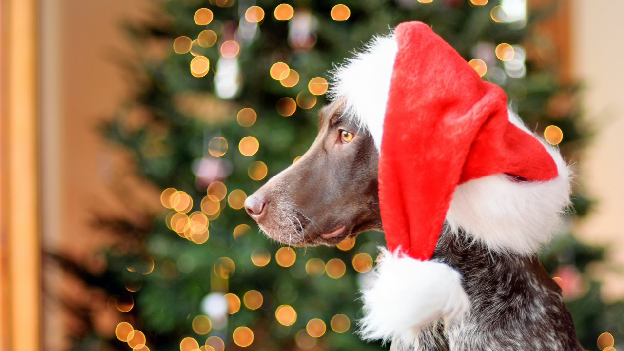 Pointer, Dog, Christmas, Christmas Ornament, Dog Breed. Wallpaper in 1280x720 Resolution