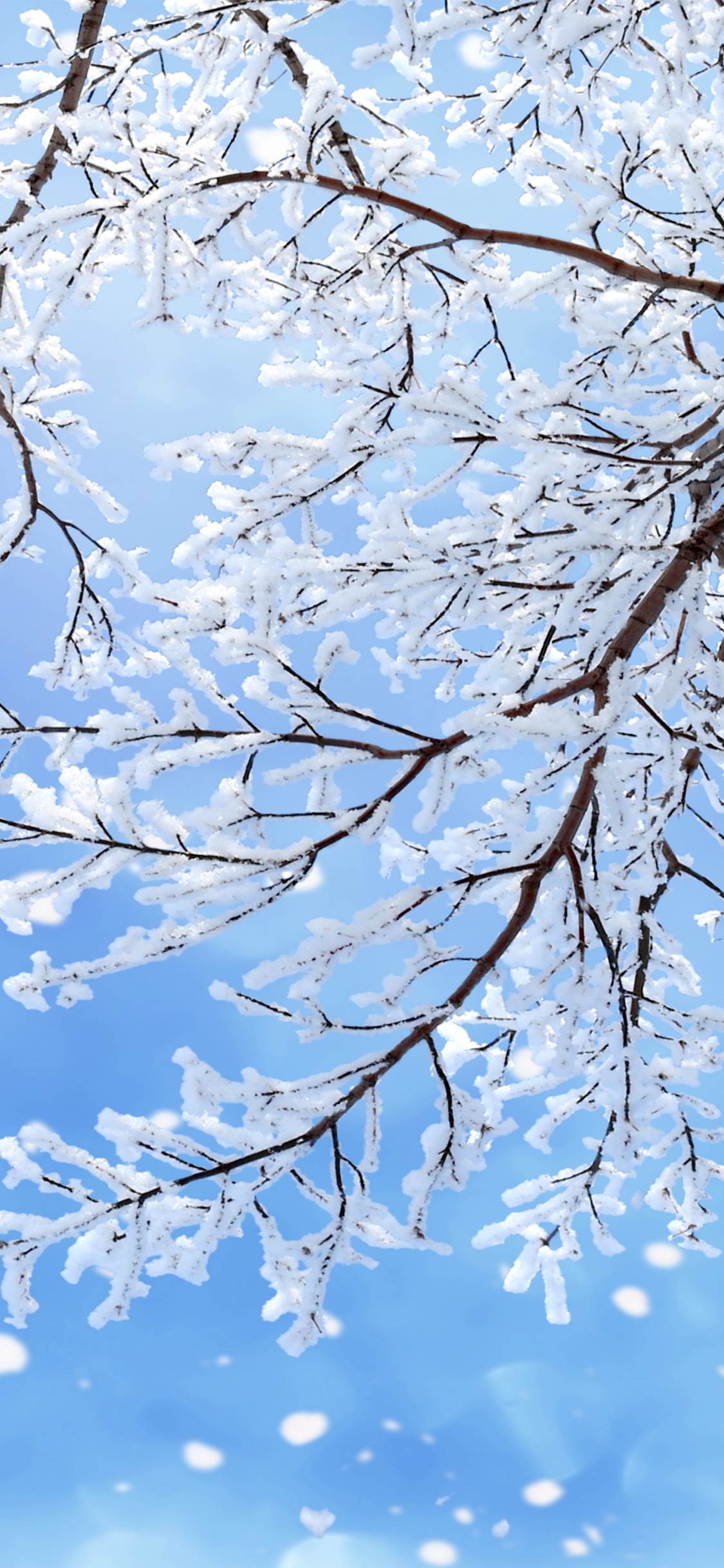 冬天, 树枝, 雪花, 季节, 冻结 壁纸 1125x2436 允许