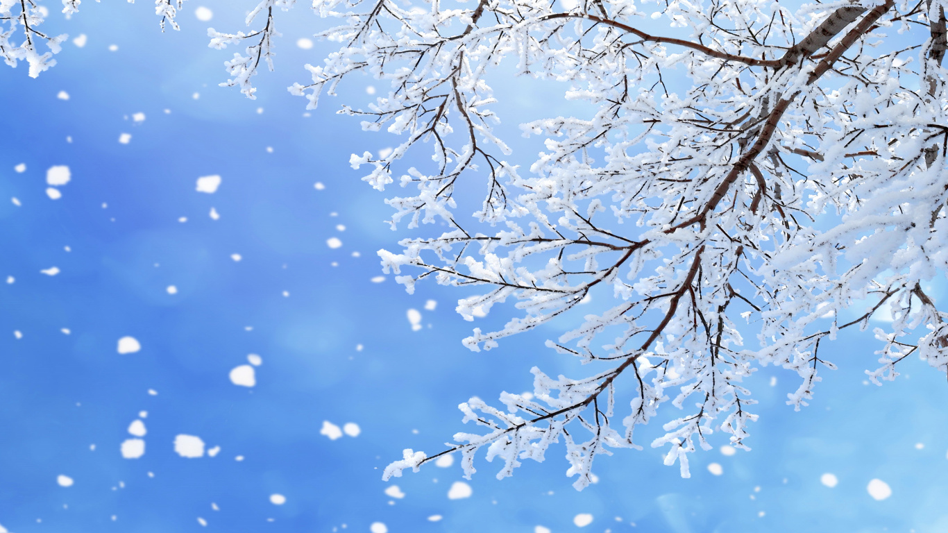 冬天, 树枝, 雪花, 季节, 冻结 壁纸 1366x768 允许