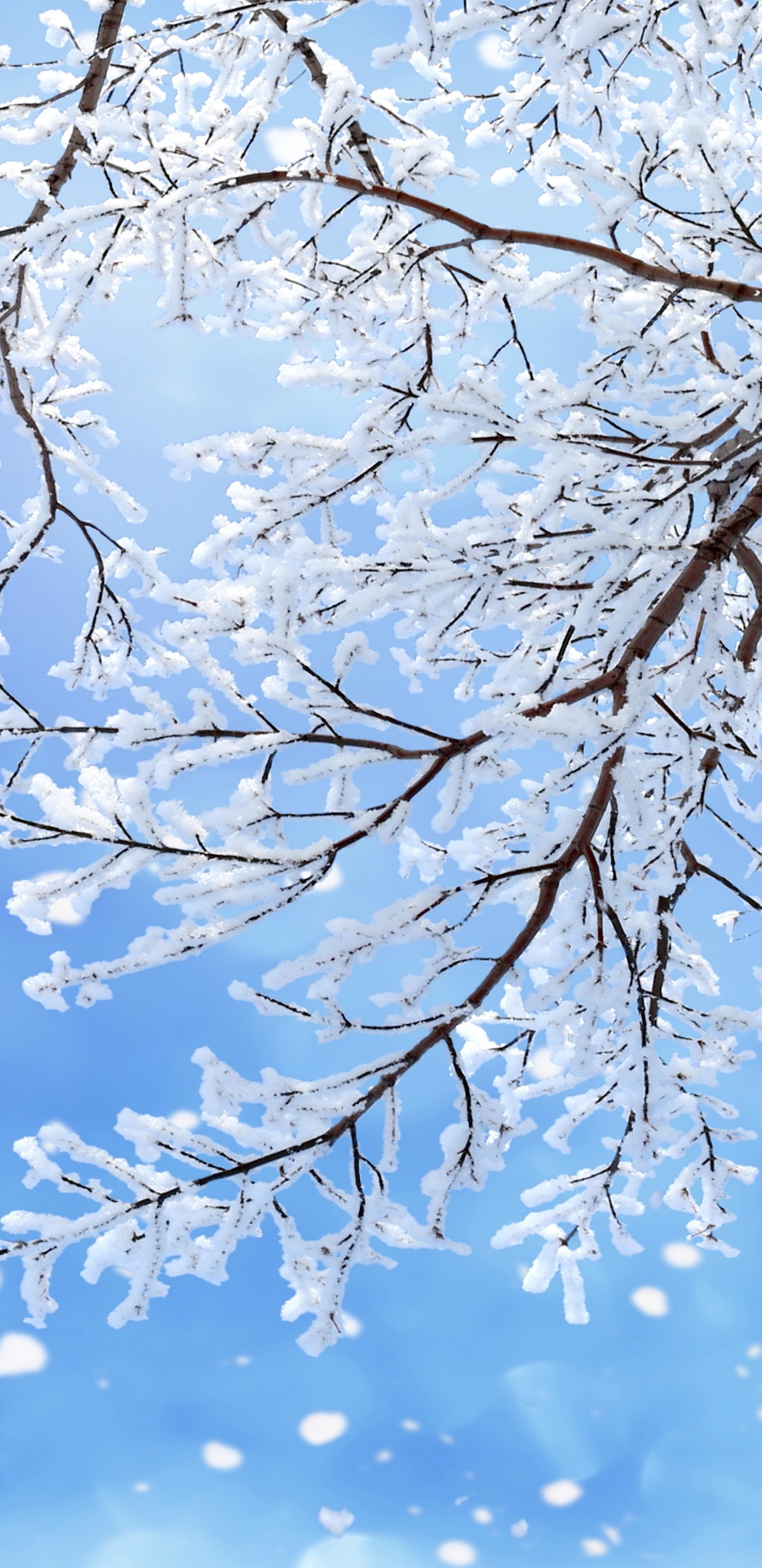 冬天, 树枝, 雪花, 季节, 冻结 壁纸 1440x2960 允许